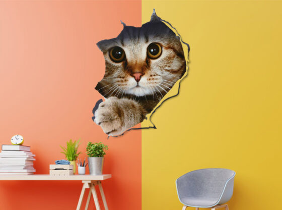 cat wall stickers