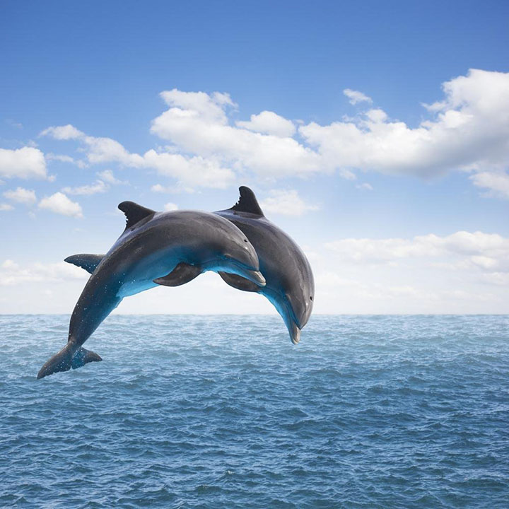 Two Jumping Dolphins wall sticker