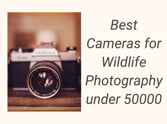 Best Cameras for Wildlife Photography under 50000